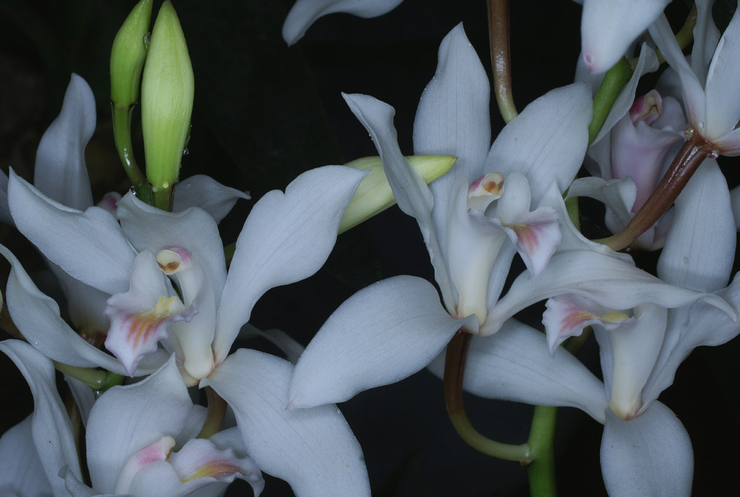 Cymbidium insigne 100308 (49)