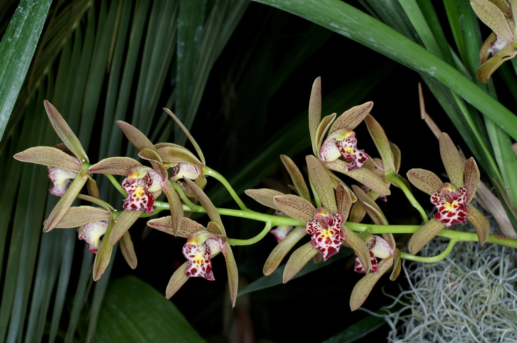Cymbidium pumilum 090308 (141)