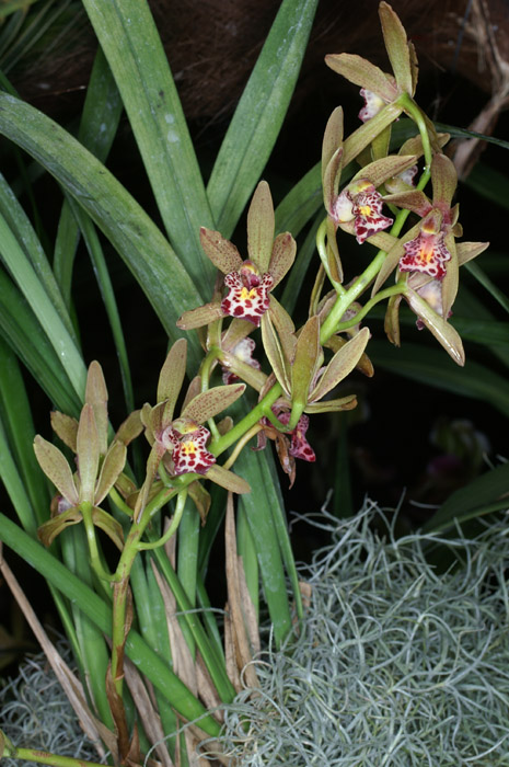 Cymbidium pumilum 090308 (142)