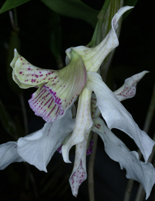 Dendrobium alexandrae 090308 (84)