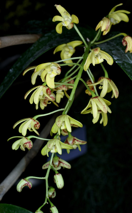 Dendrobium gracilicaule 090308 (127)