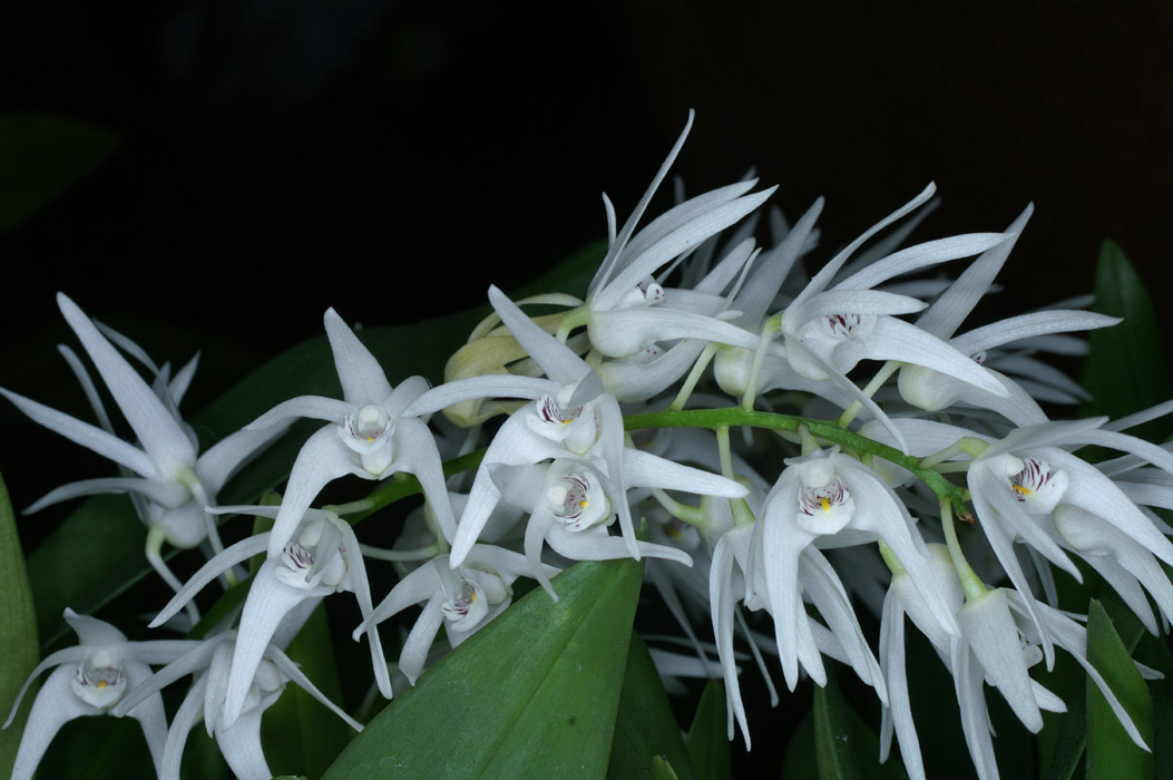 Dendrobium jonesii 090308 (185)