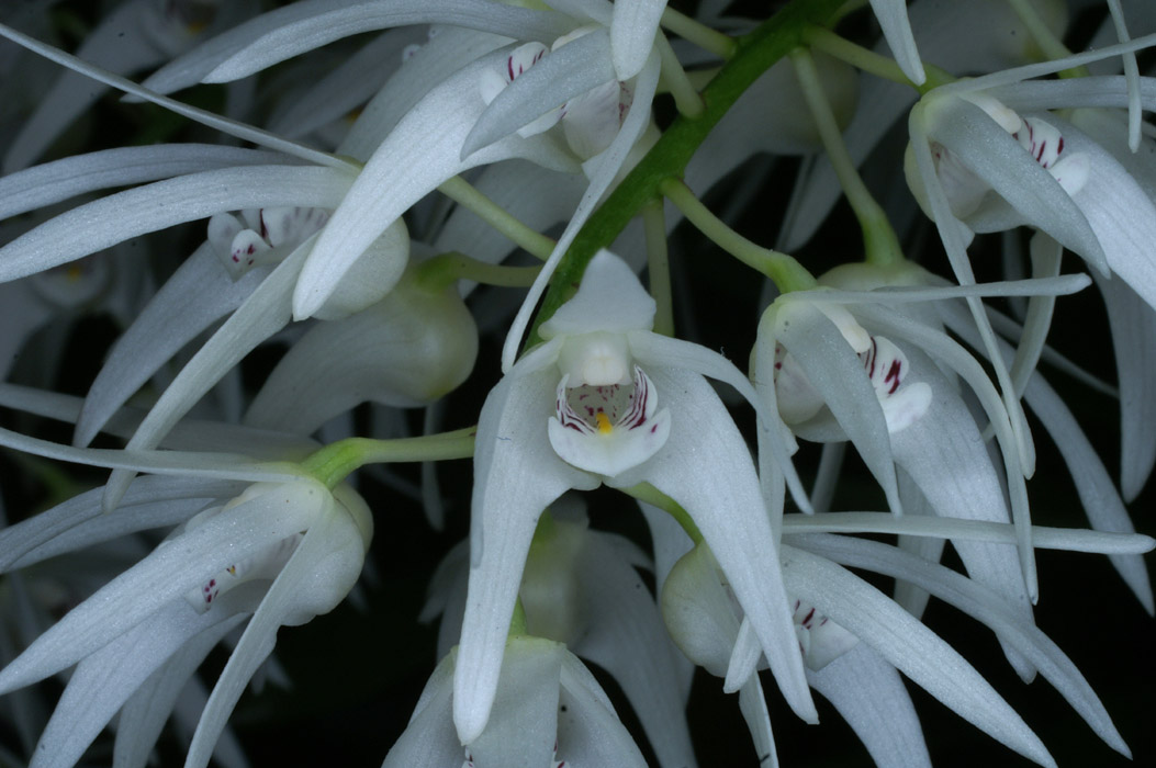 Dendrobium jonesii 090308 (186)