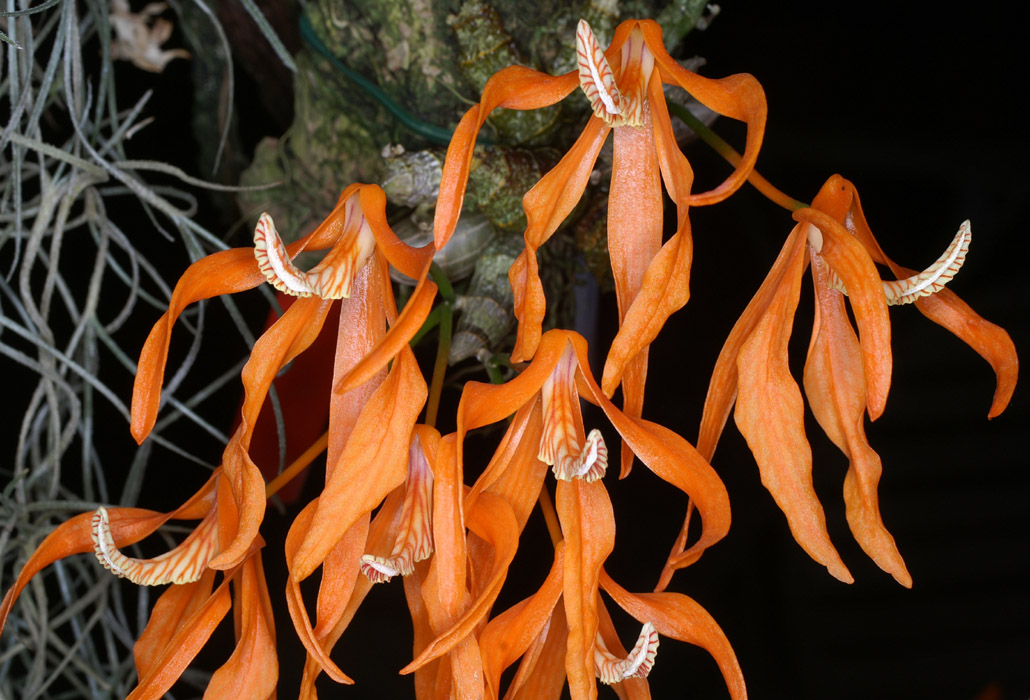 Dendrobium lamyaiae 090308 (234)