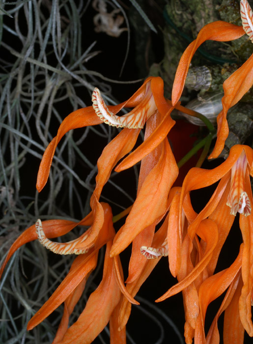 Dendrobium lamyaiae 090308 (235)