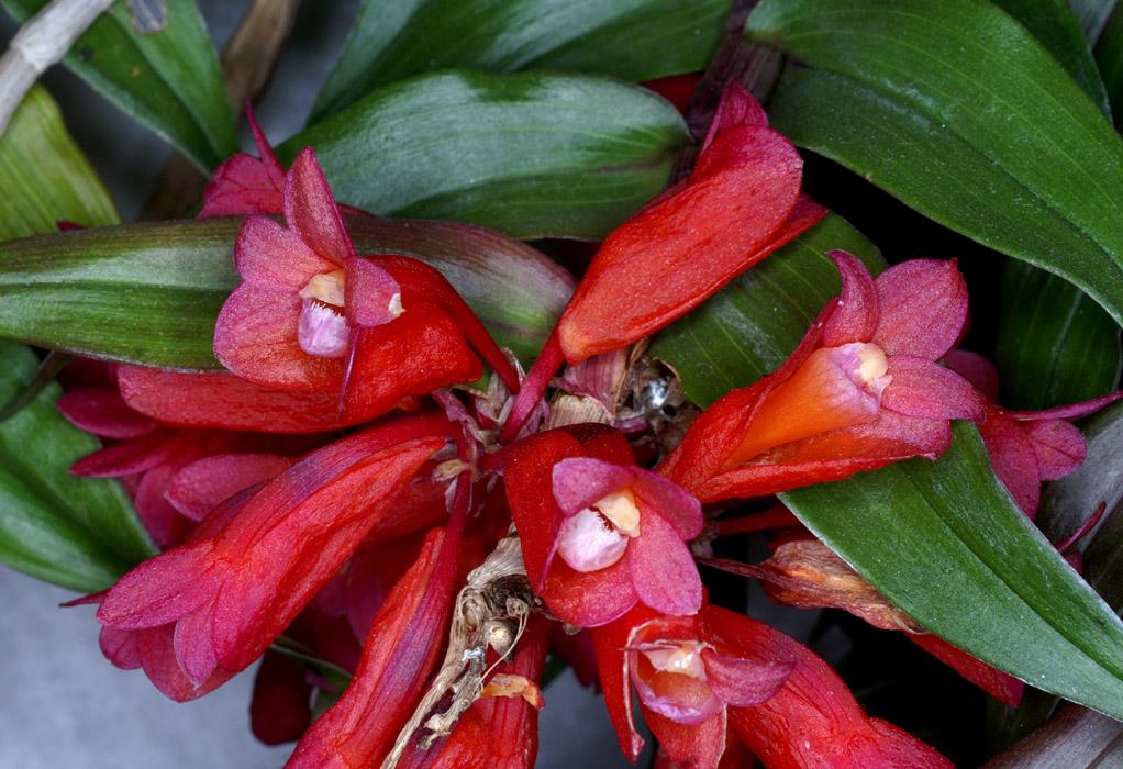 Dendrobium lawesii 090308 (110)