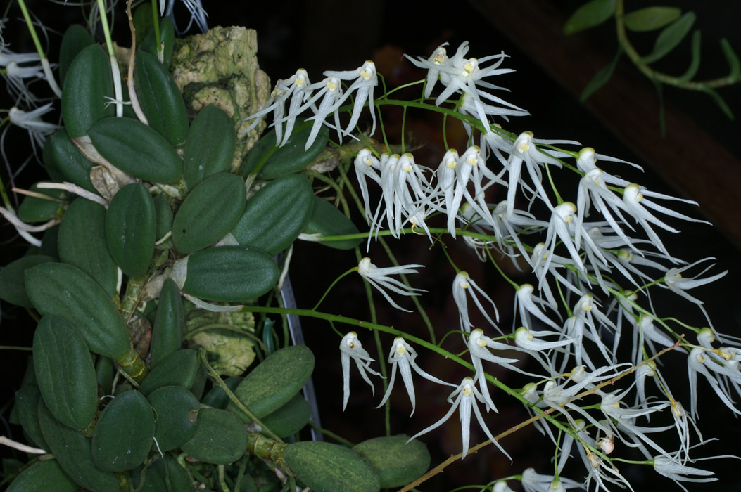 Dendrobium linguiforme 090308 (48)