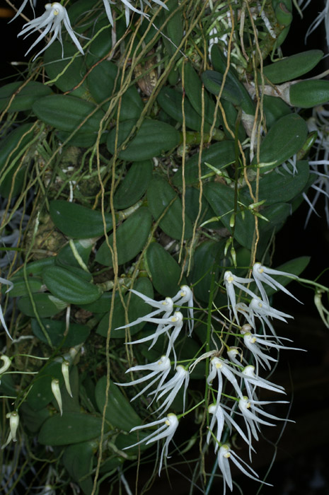 Dendrobium linguiforme 090308 (49)