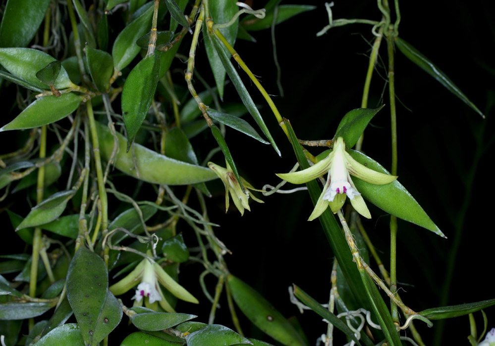 Dendrobium pugioniforme 090308 (86)
