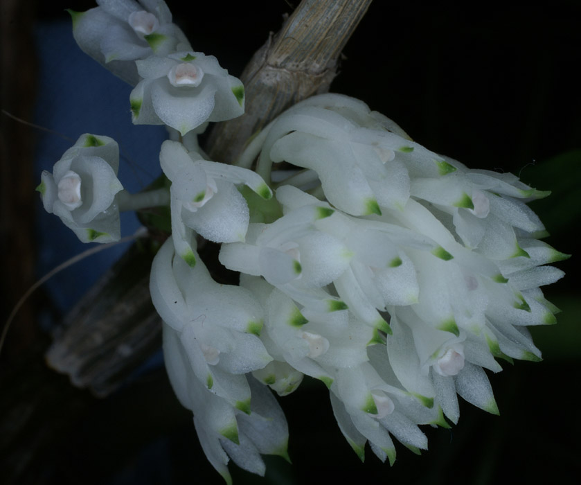 Dendrobium purpureum 100308 (1)
