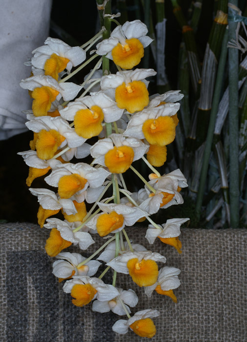Dendrobium thyrsiflorum 090308 (335)