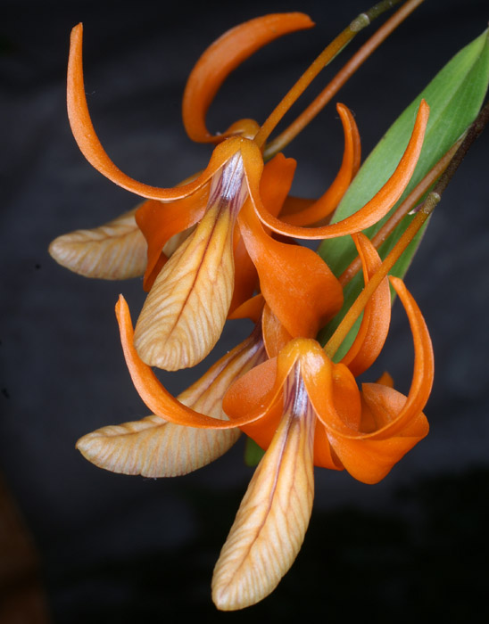 Dendrobium unicum 090308 (81)