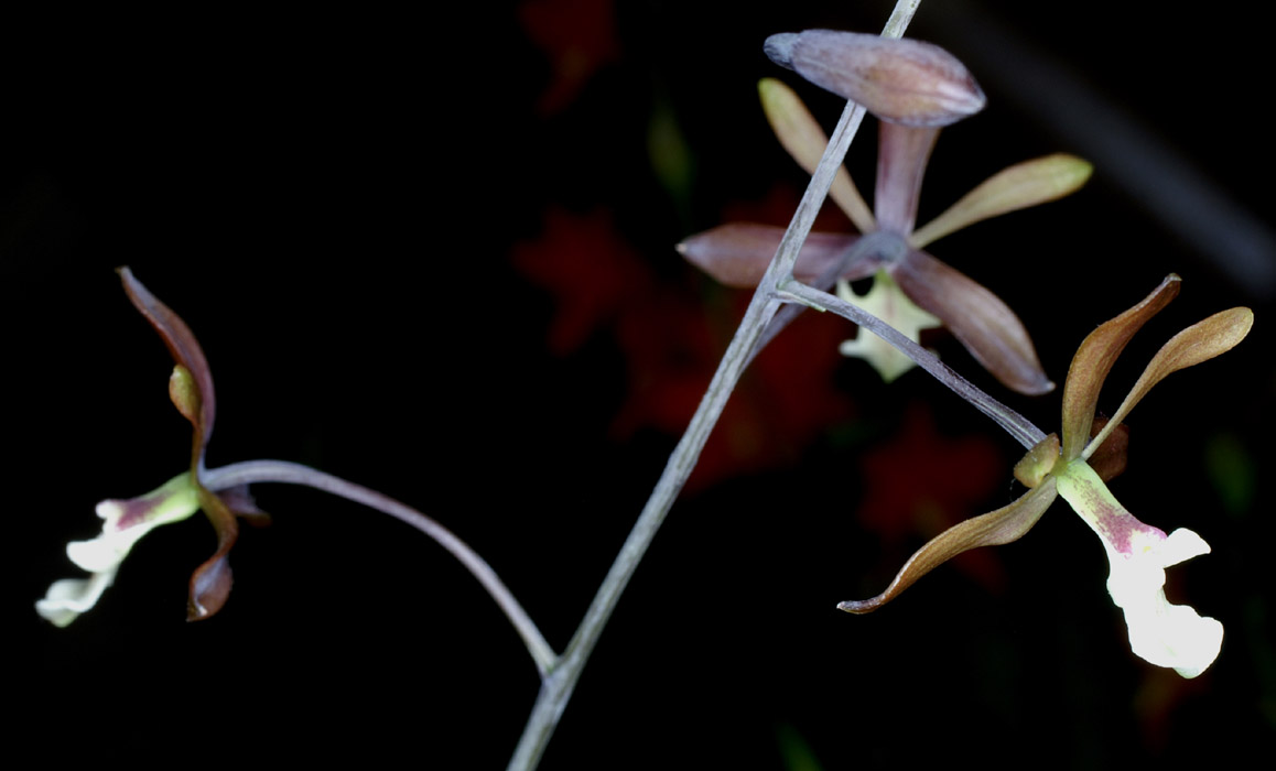 Encyclia calamarinum 090308 (315)