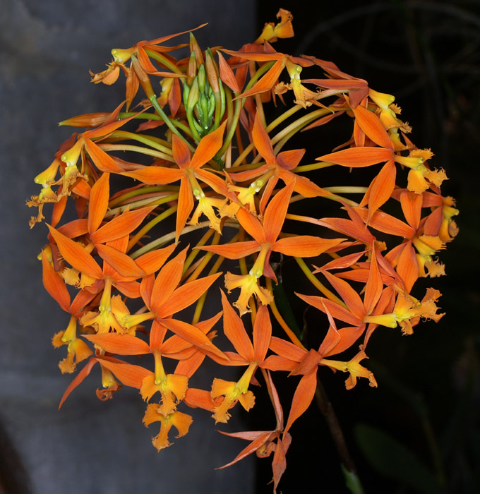 Epidendrum cinnabarinum 090308 (203)