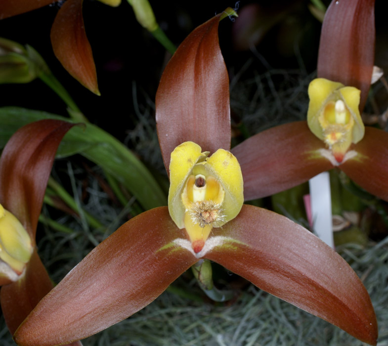 Lycaste lasioglossa 090308 (125)