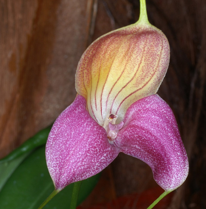 Masdevallia caudata 090308 (121)