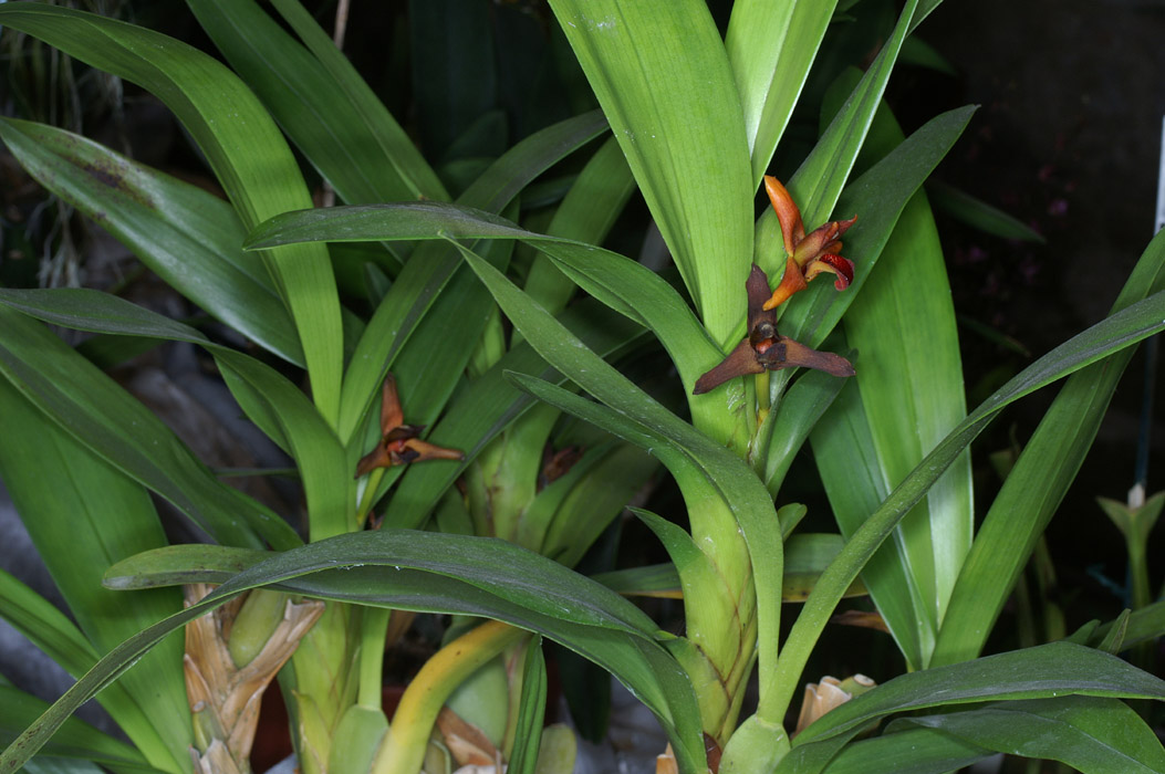 Maxillaria sp 100308 (35)