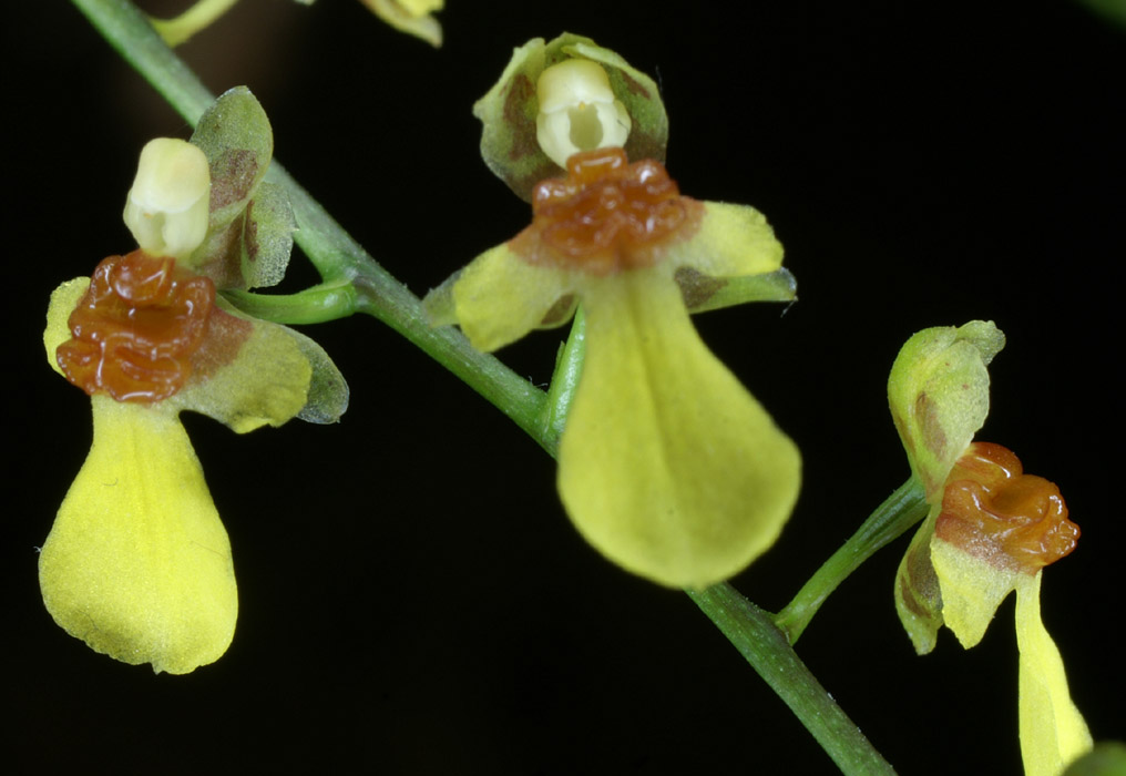 Menezesiella Oncidium loefgrenii (1)