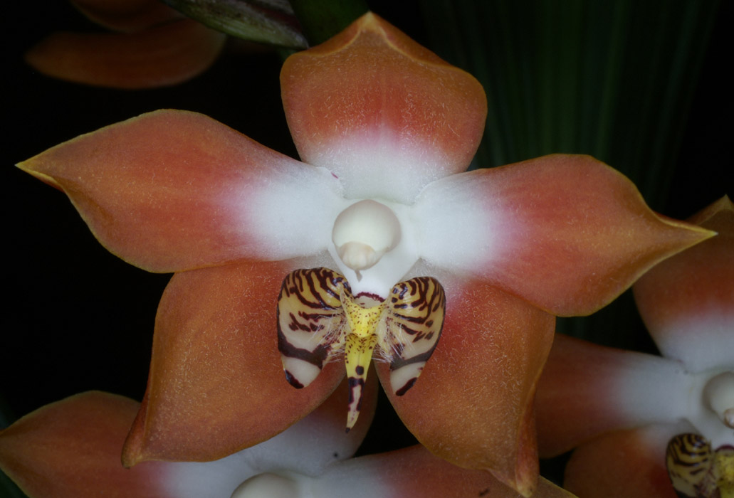 Neomoorea irrorata 090308 (114)