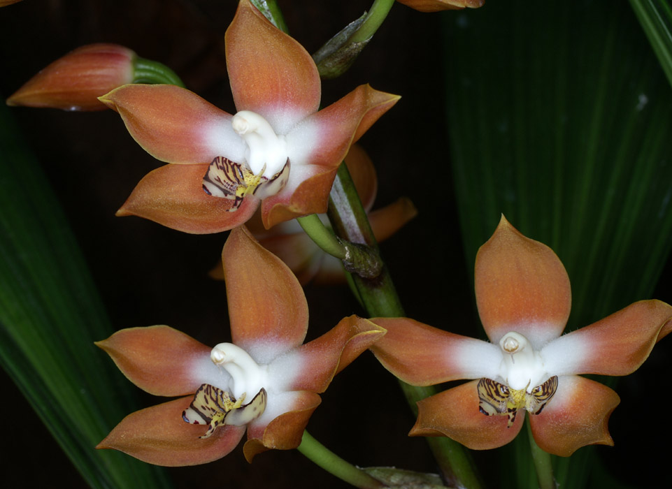 Neomoorea irrorata 090308 (115)