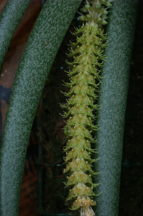 Oberonia myosuris 100308 (200)
