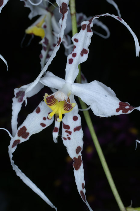 Odontoglossum cirrhosum 090308 (304)