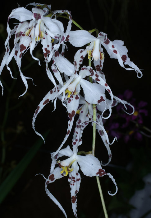 Odontoglossum cirrrhosum 090308 (303)