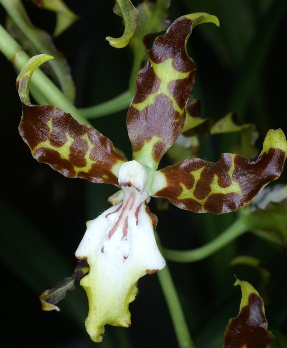 Odontoglossum maculatum 090308 (307)