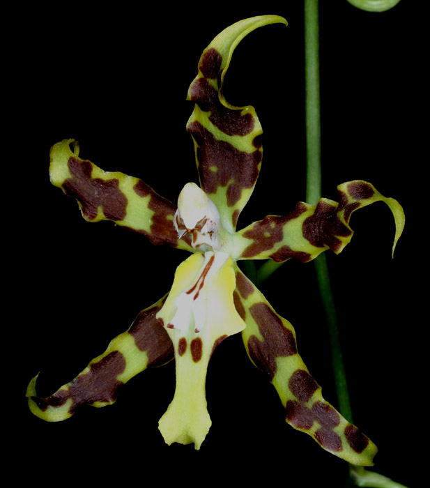 Odontoglossum odoratissimum 090308 (178)