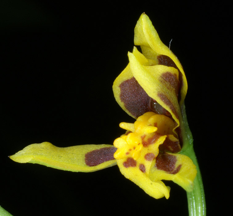 Odontoglossum ramulosum 100308 (28)
