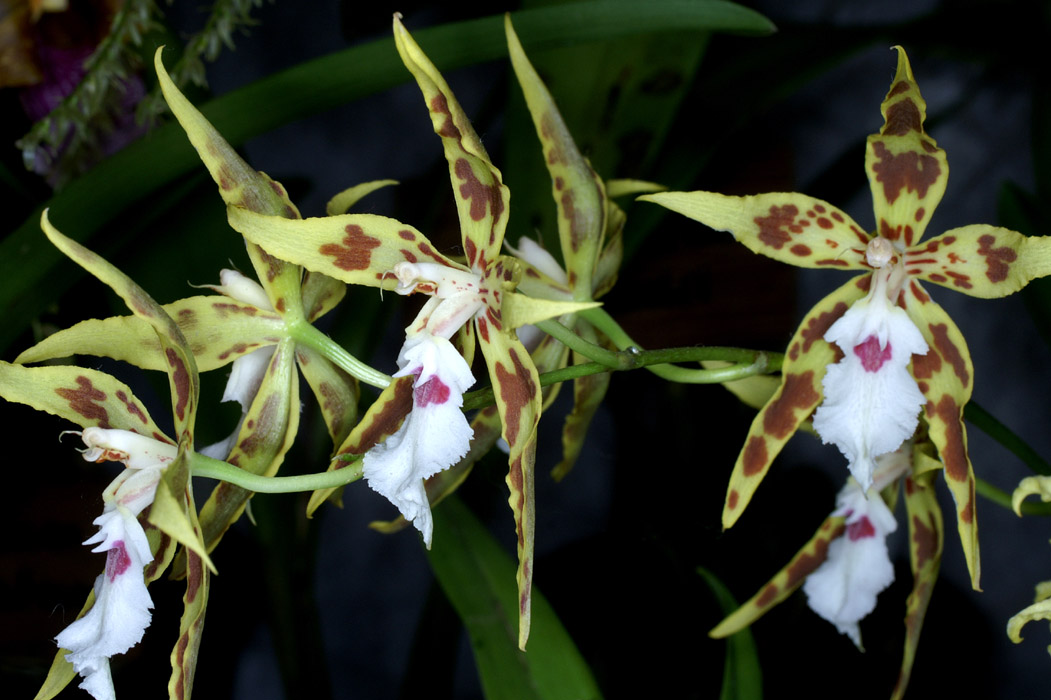 Odontoglossum sanderianum 090308 (299)