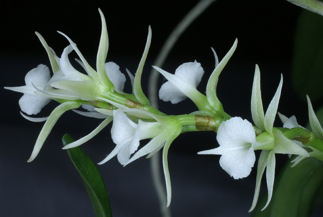 Oeoniella aphrodite 090308 (162)
