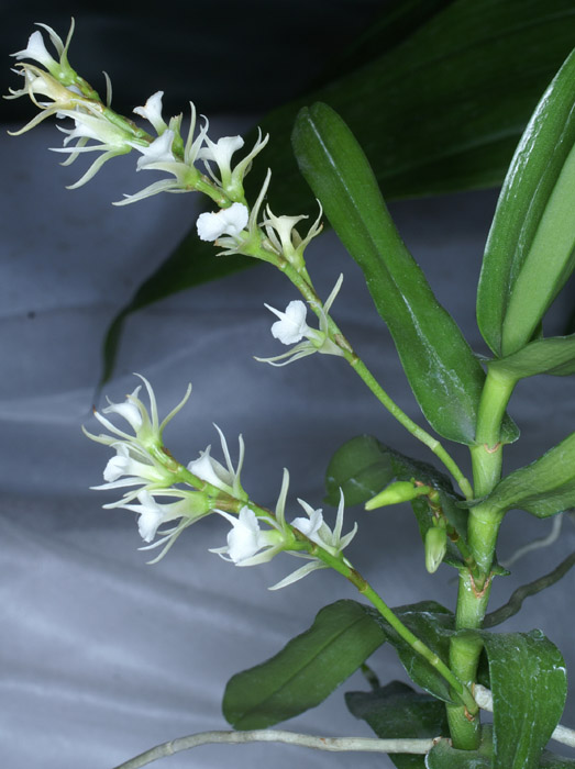 Oeoniella aphrodite 090308 (164)