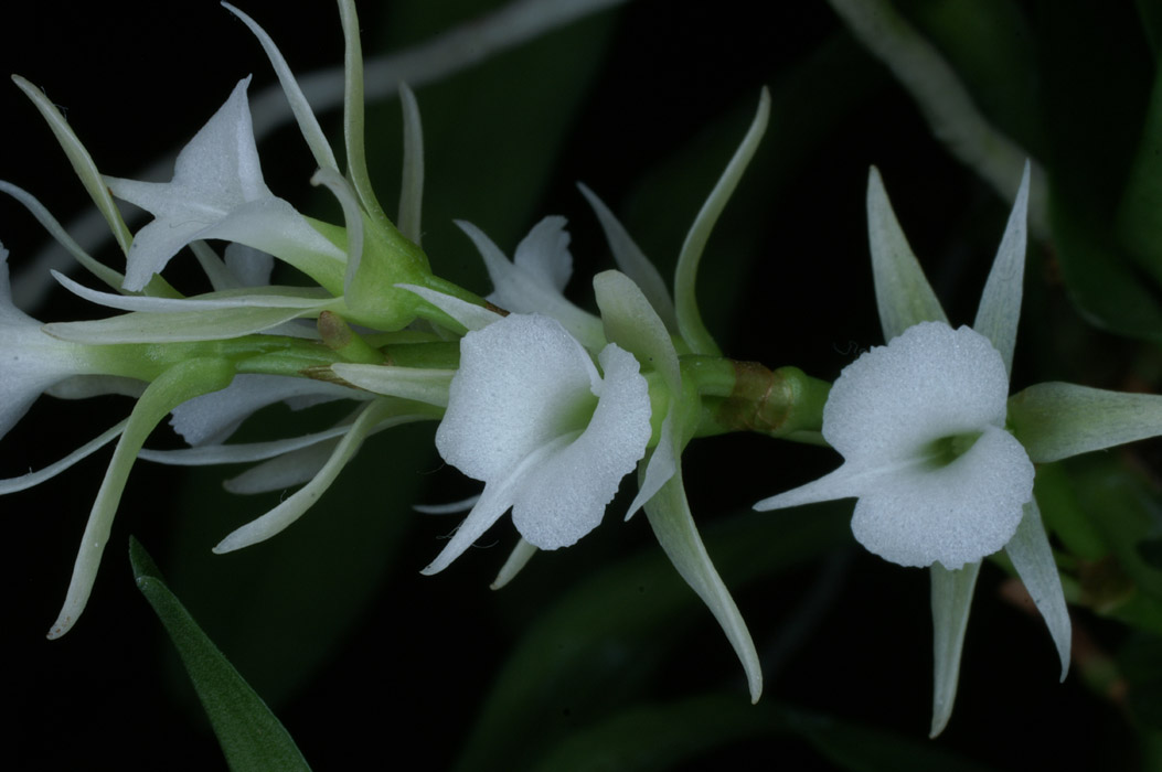 Oeoniella aphrodite 090308 (165)