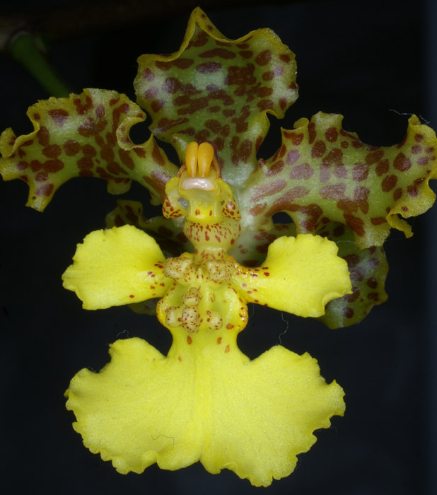 Oncidium cavendischianum 090308 (31)