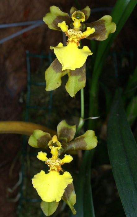 Oncidium longipes 090308 (75)