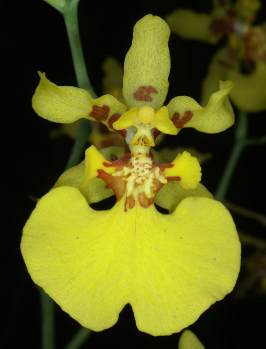 Oncidium lykaiasii 090308 (294)