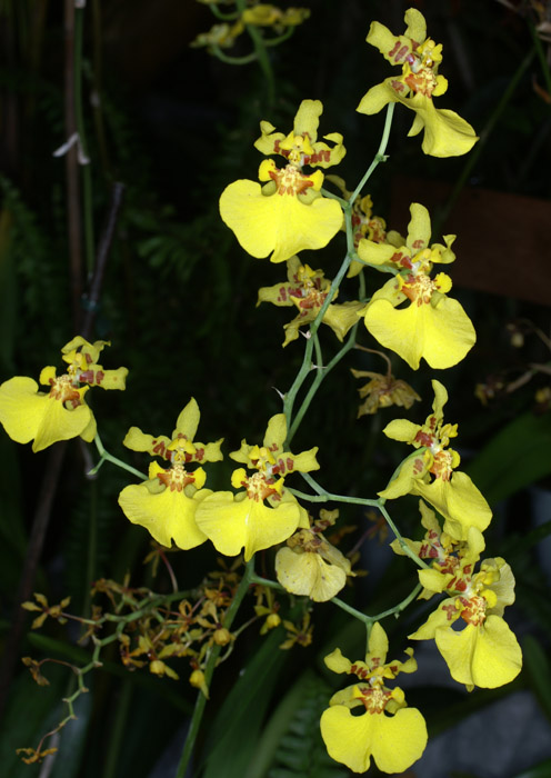 Oncidium lykaiasii 090308 (295)