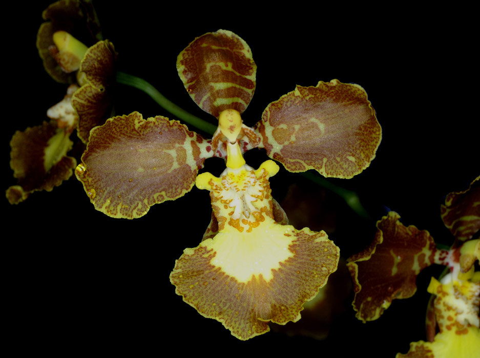 Oncidium praetextum 090308 (41)