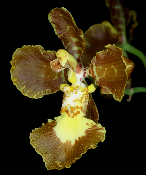 Oncidium praetextum 090308 (43)