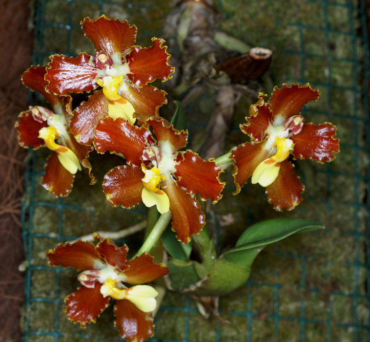 Otoglossum coronarium 090308 (69)