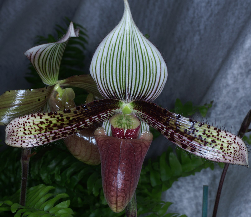 Paphiopedilum dayanum 090308 (274)