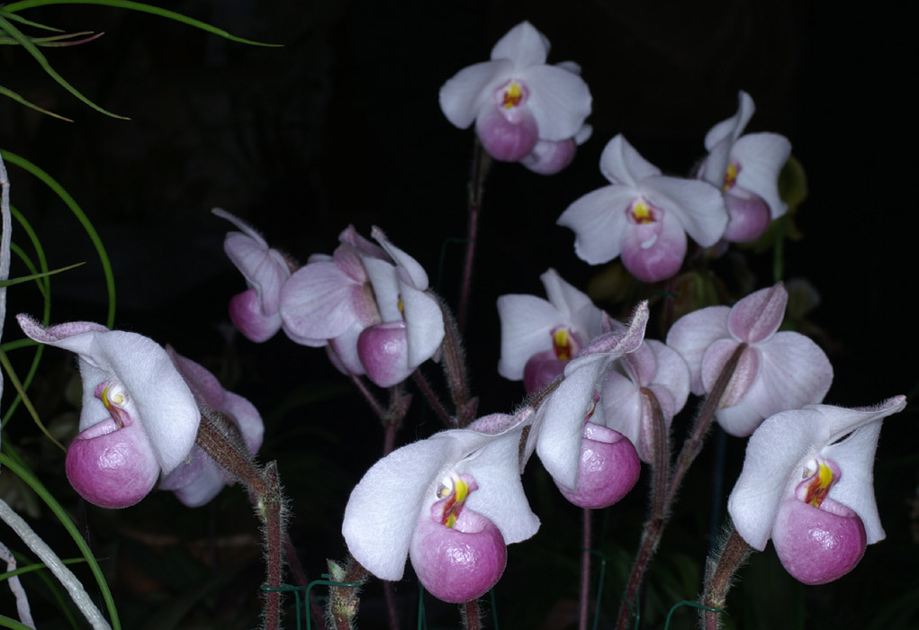 Paphiopedilum delenatii 100308 (85)