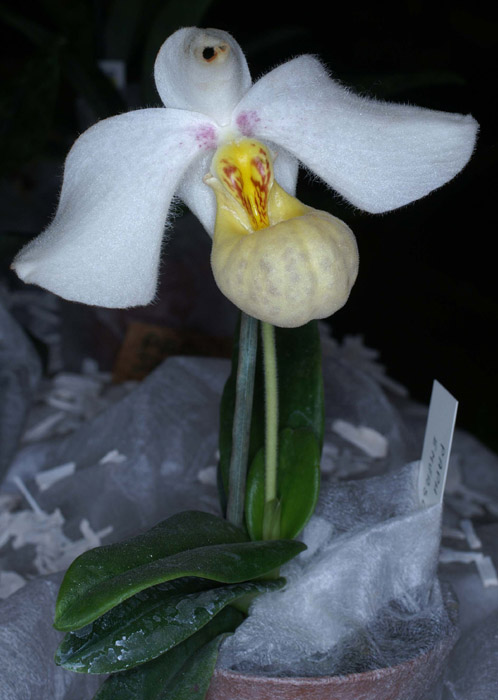 Paphiopedilum emersonii 090308 (255)