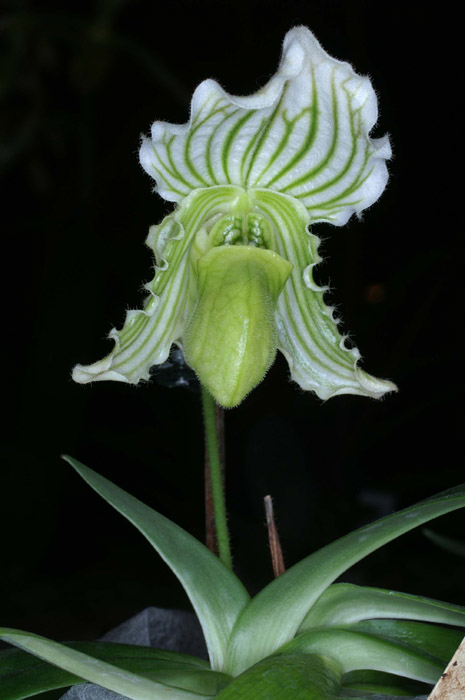Paphiopedilum fairrieanum album 090308 (261)