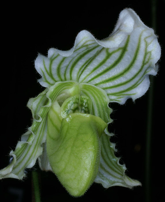 Paphiopedilum fairrieanum album 090308 (262)