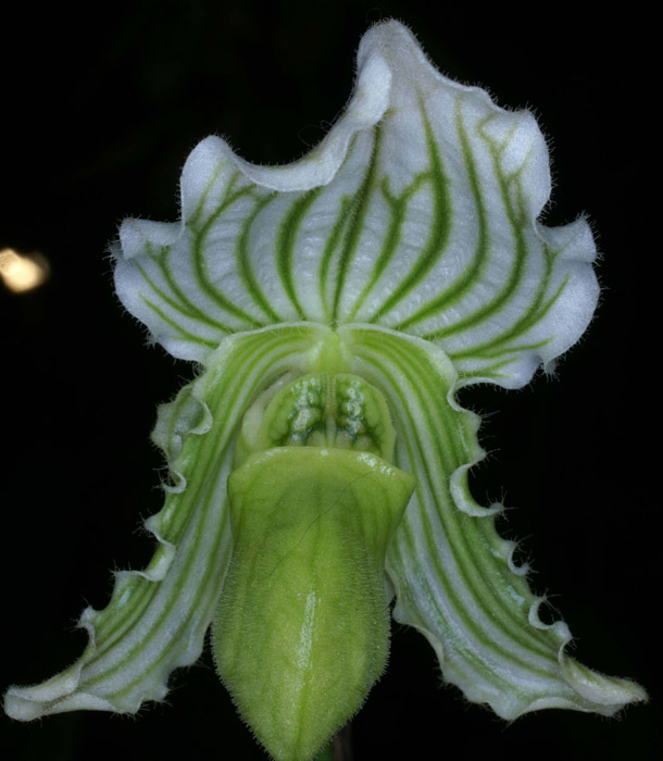 Paphiopedilum fairrieanum album 090308 (263)