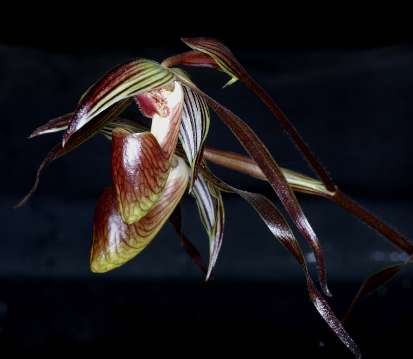 Paphiopedilum gardineri (1)