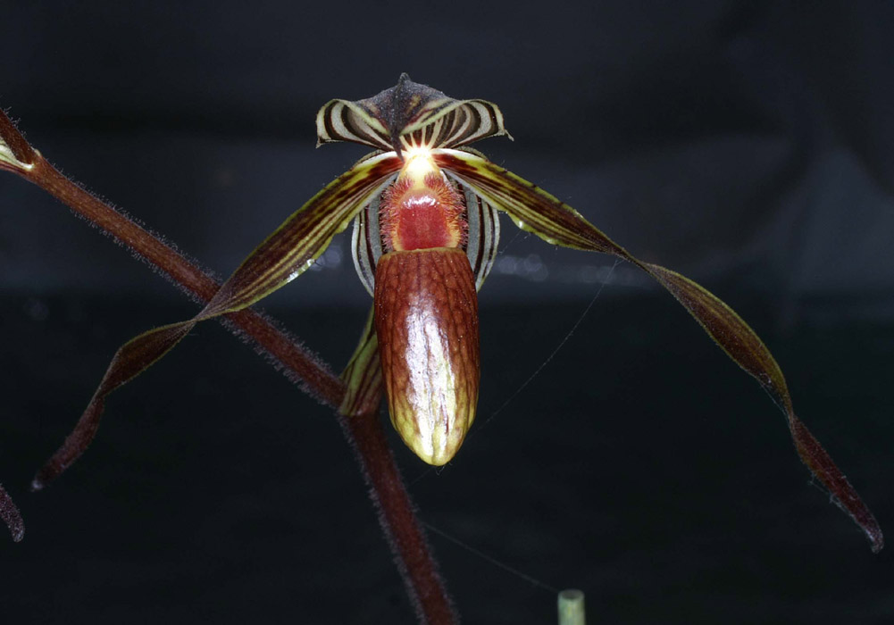 Paphiopedilum gardineri (2)