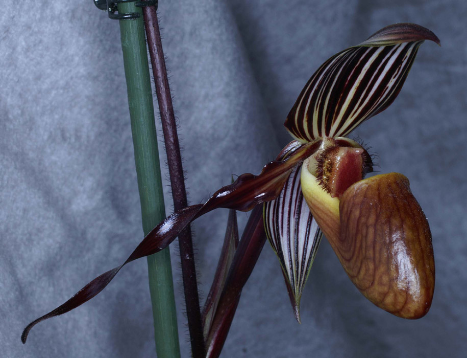 Paphiopedilum gardineri 090308 (281)